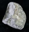 Large Pyrite Replaced Brachiopod - Silica Shale #8804-1